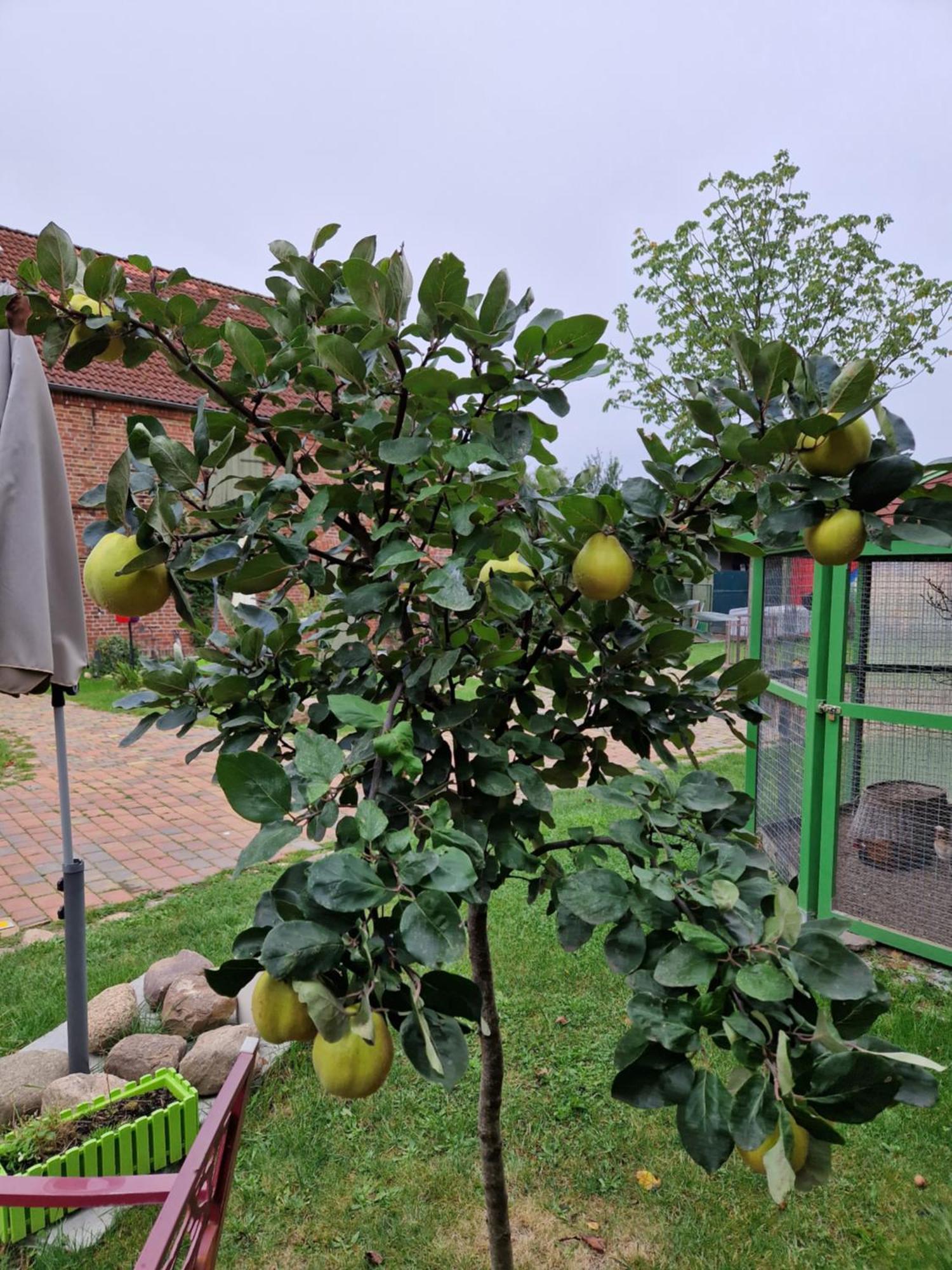 Maerchenhaft Urlauben Auf Dem Alpakahof Διαμέρισμα Rambow Εξωτερικό φωτογραφία